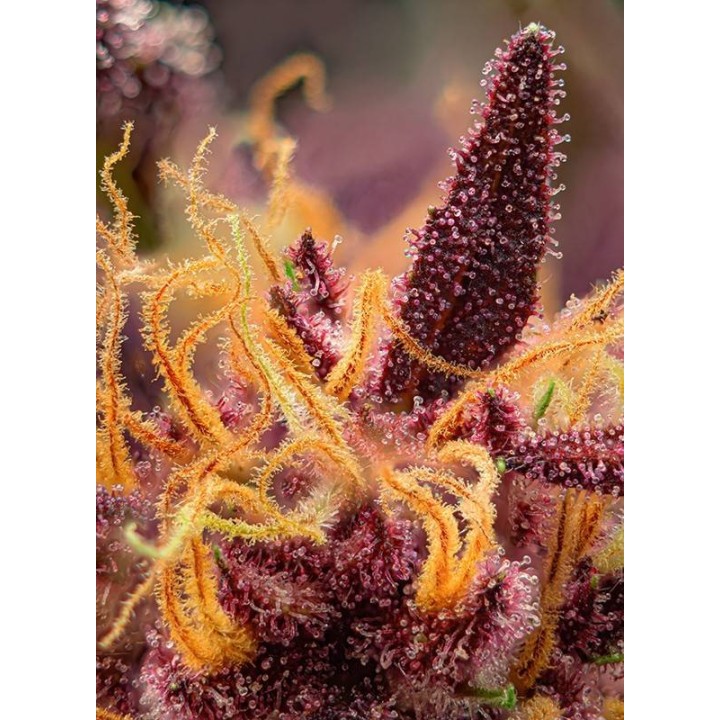 detalle red mimosa xl auto sweet seed matillaplant