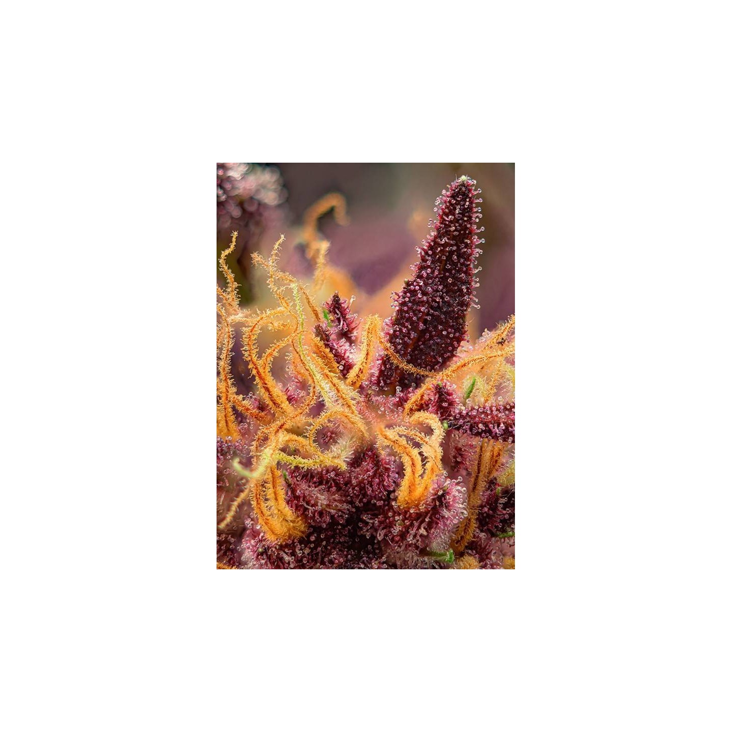 detalle red mimosa xl auto sweet seed matillaplant