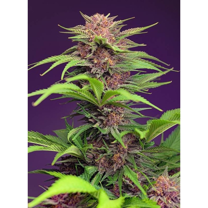 red mimosa xl auto sweet seed matillaplant.com