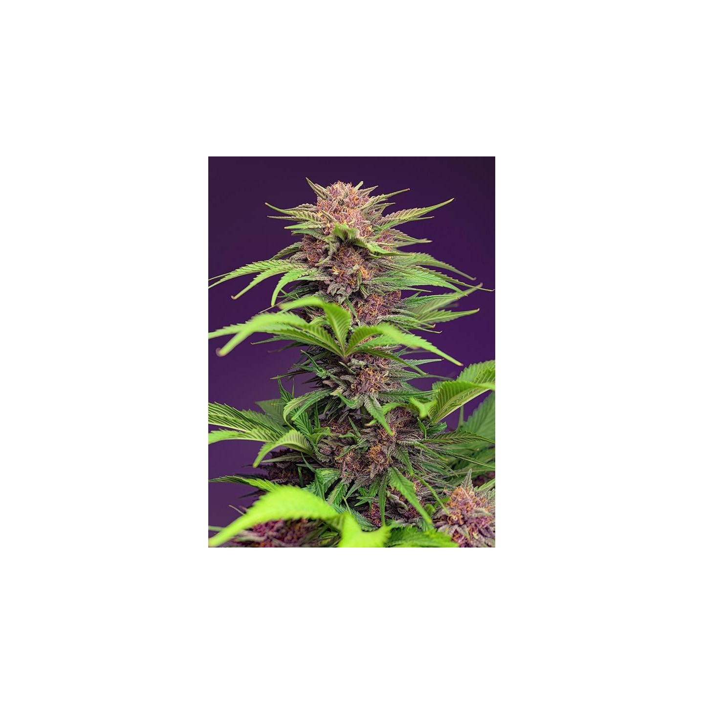 red mimosa xl auto sweet seed matillaplant.com