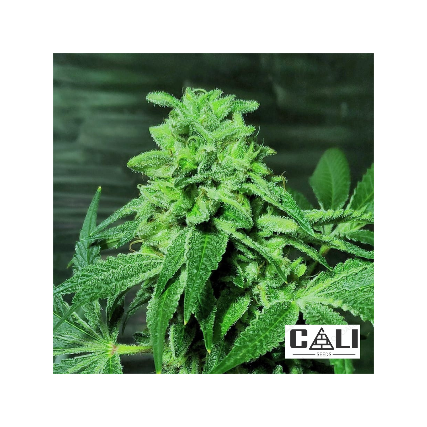 Runtz - Granel CS