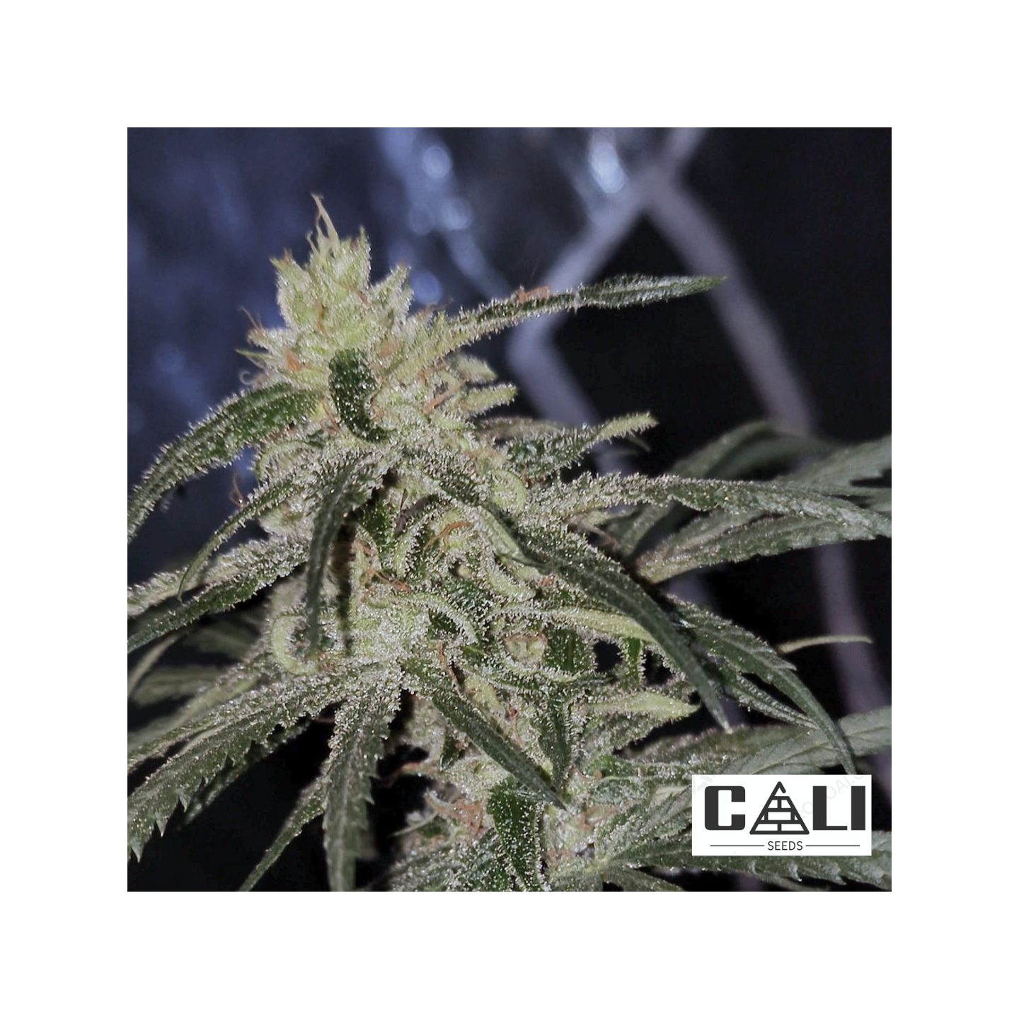 Amnesia Cali Pro granel Feminizada