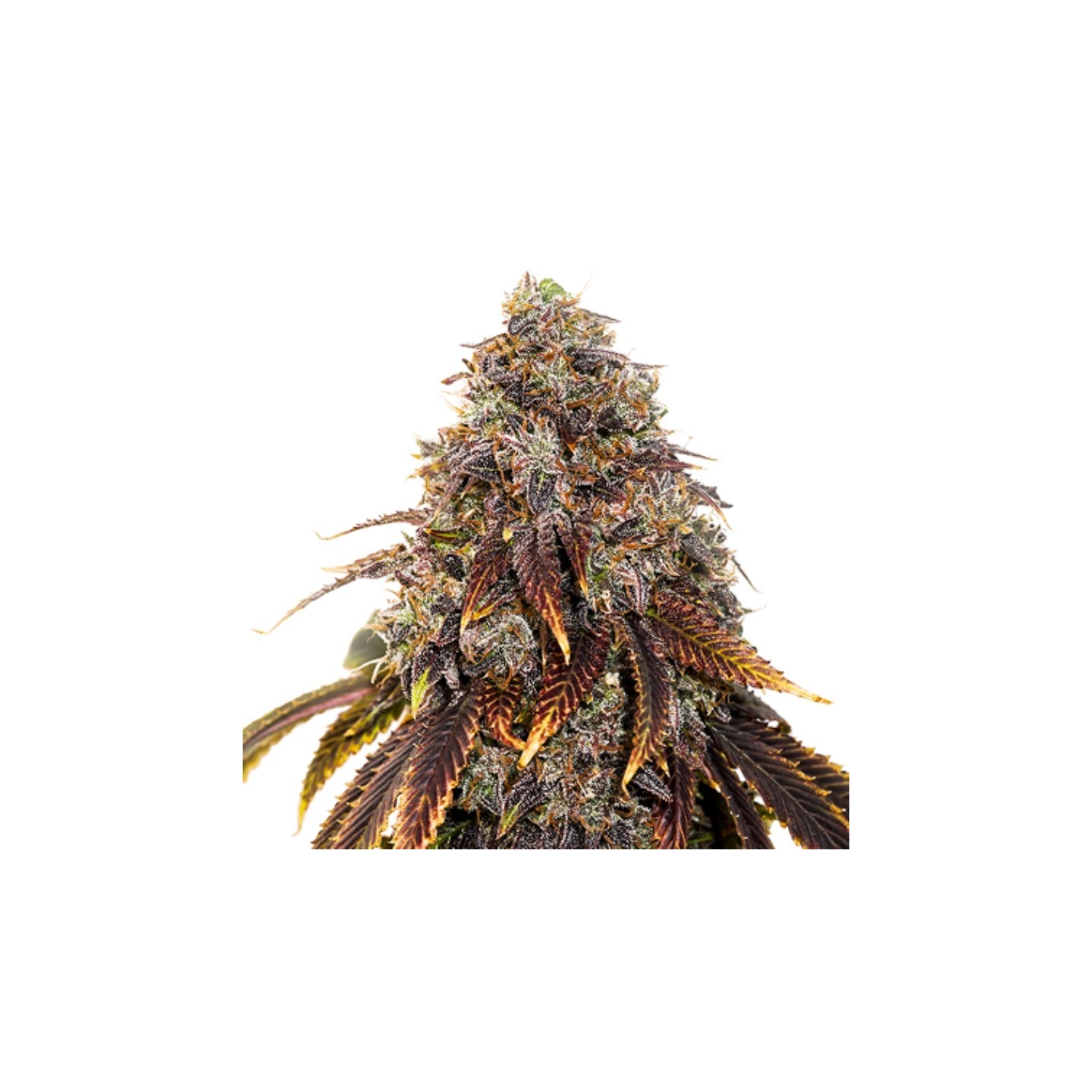 Gelato 41 de Seed Stockers