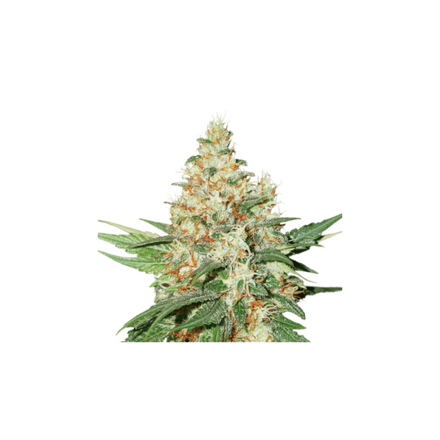 Og Kush Auto de Seed Stockers