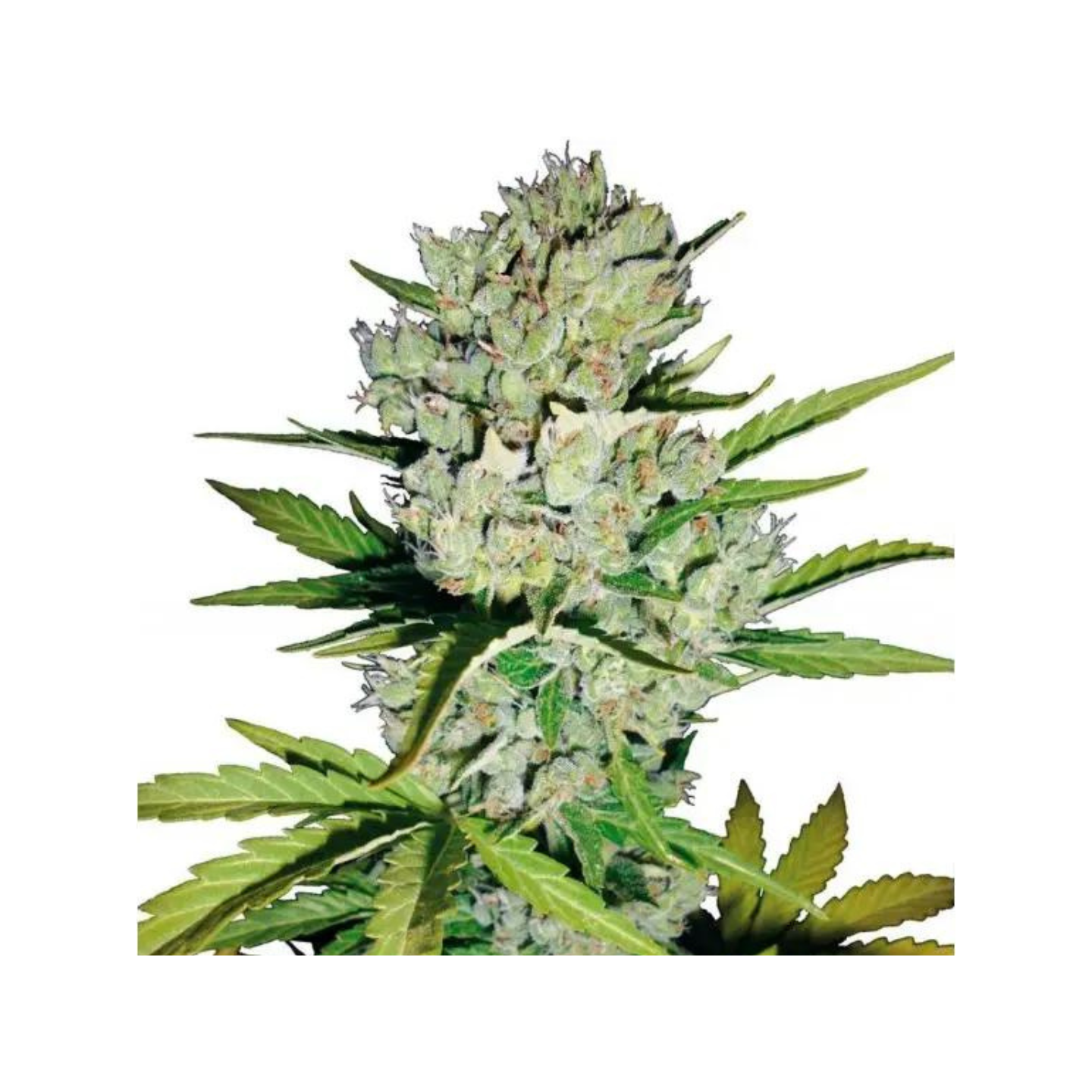Super Skunk Xl Feminizada granel OS Semillas Feminizadas Semilla Granel