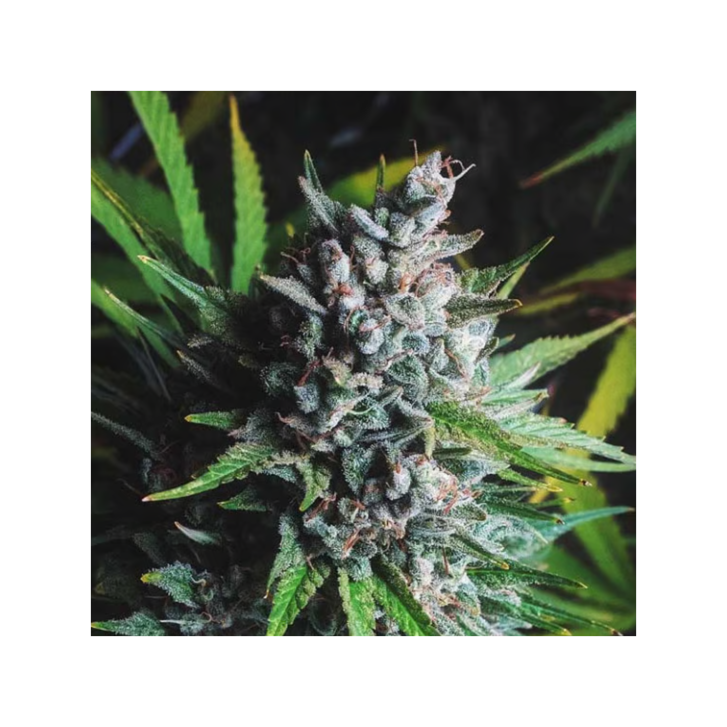 Caliqueso - Granel CS