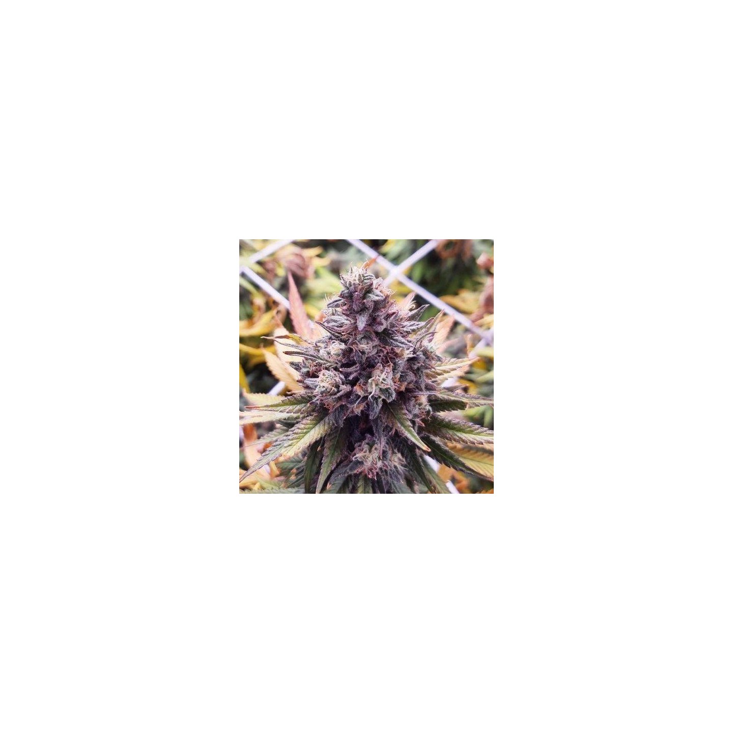 Banana Boogie Split - Monkey Genetics