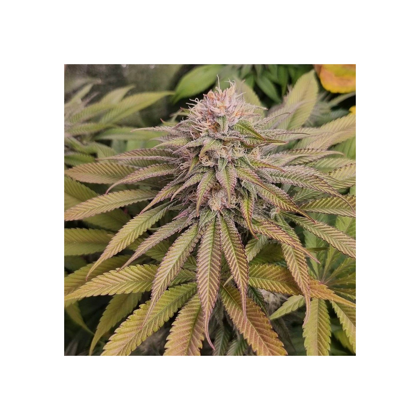 Blue Lagoon Haze - Monkey Genetics