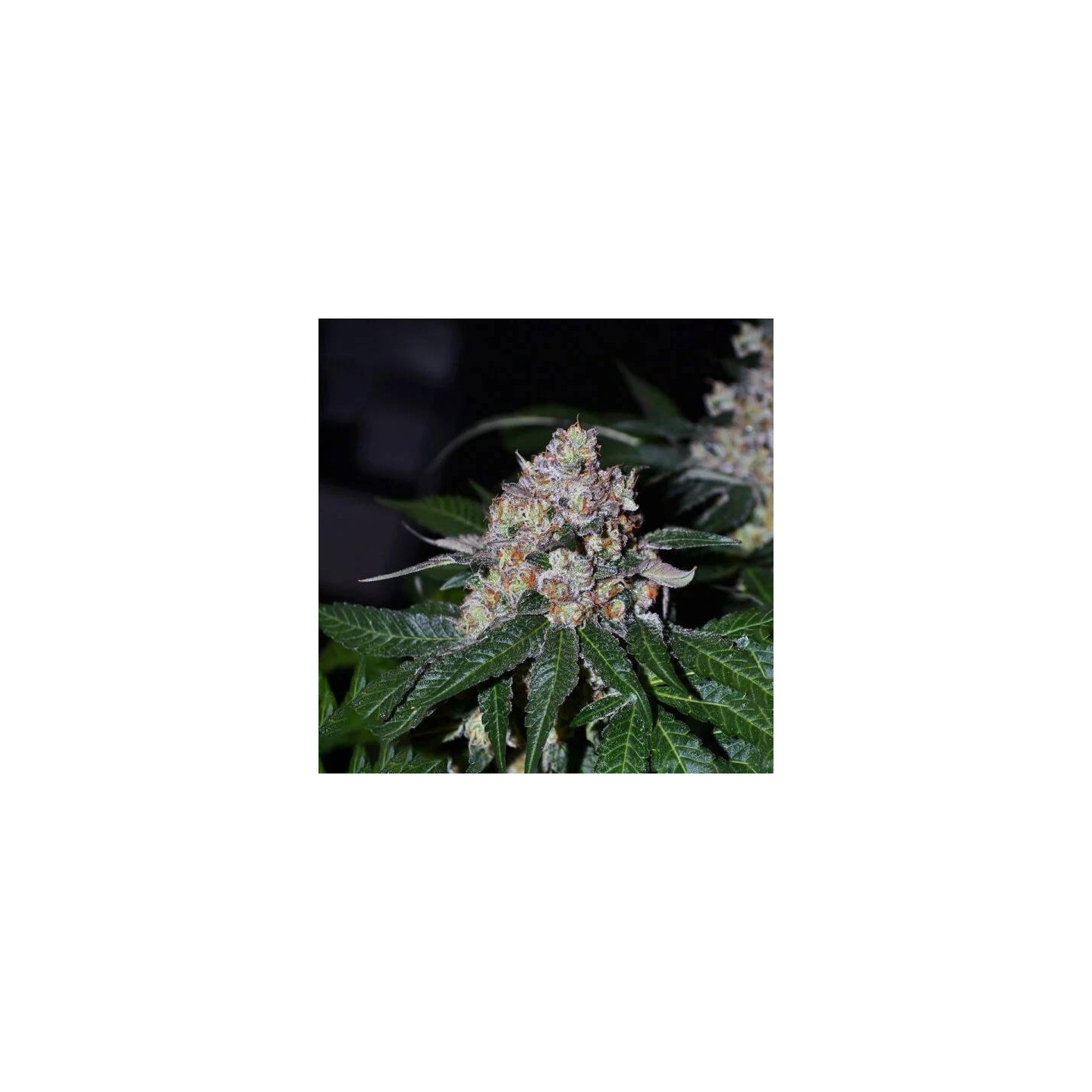 Frosty Acai Mintz - Monkey Genetics