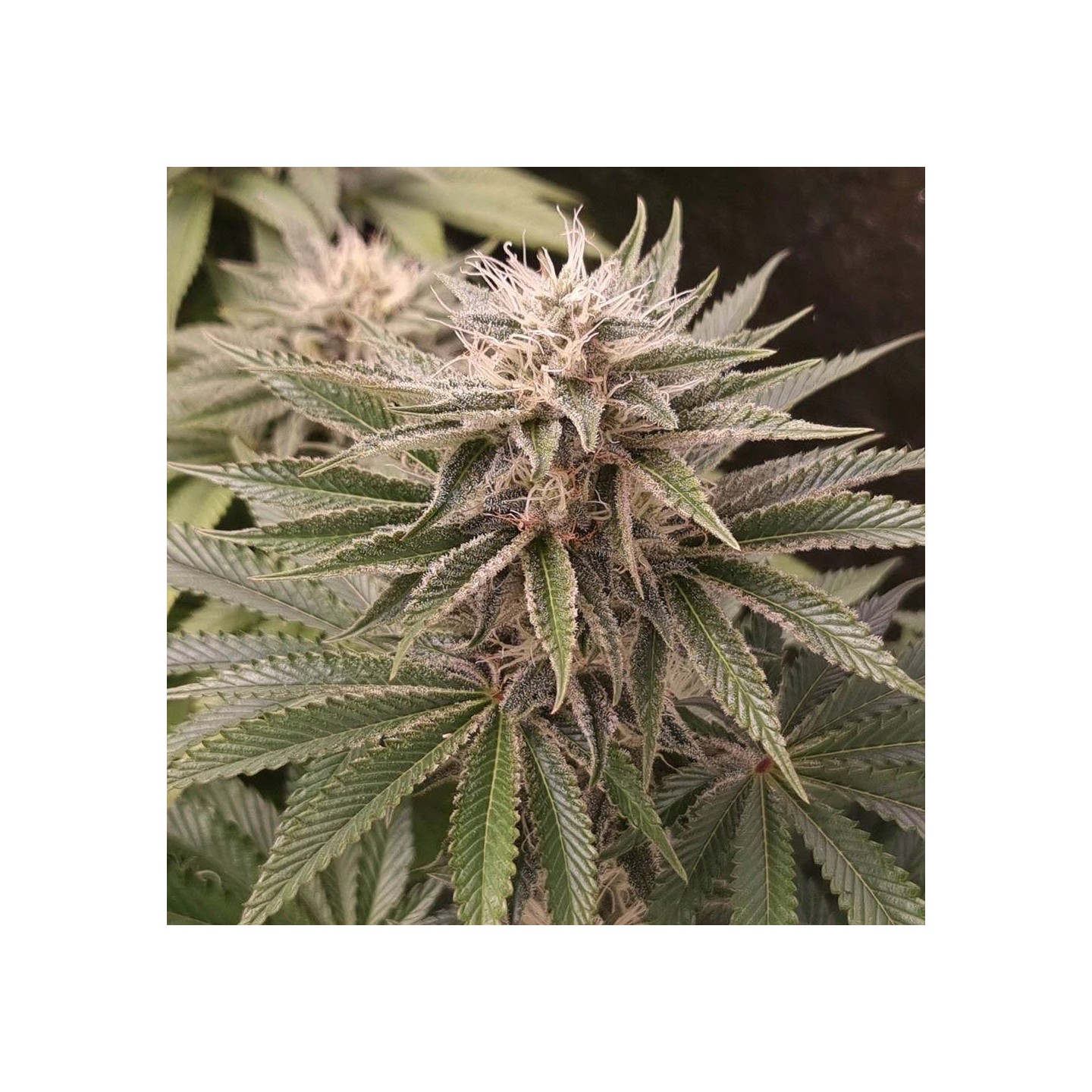 Funky Monkey Sour - Monkey Genetics