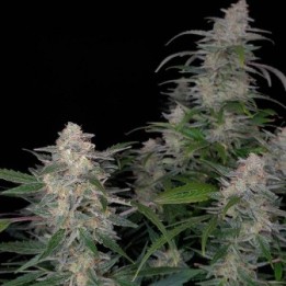 Biscotti Auto - Monkey Genetics