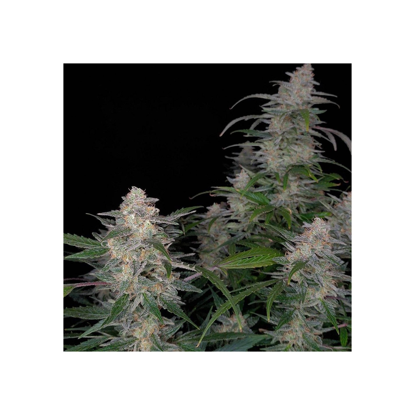 Biscotti Auto - Monkey Genetics