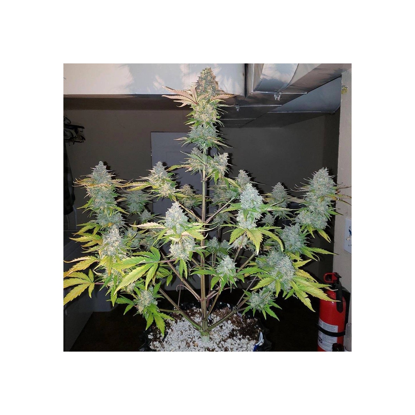 Gorilla Zkittlez Auto - Monkey Genetics