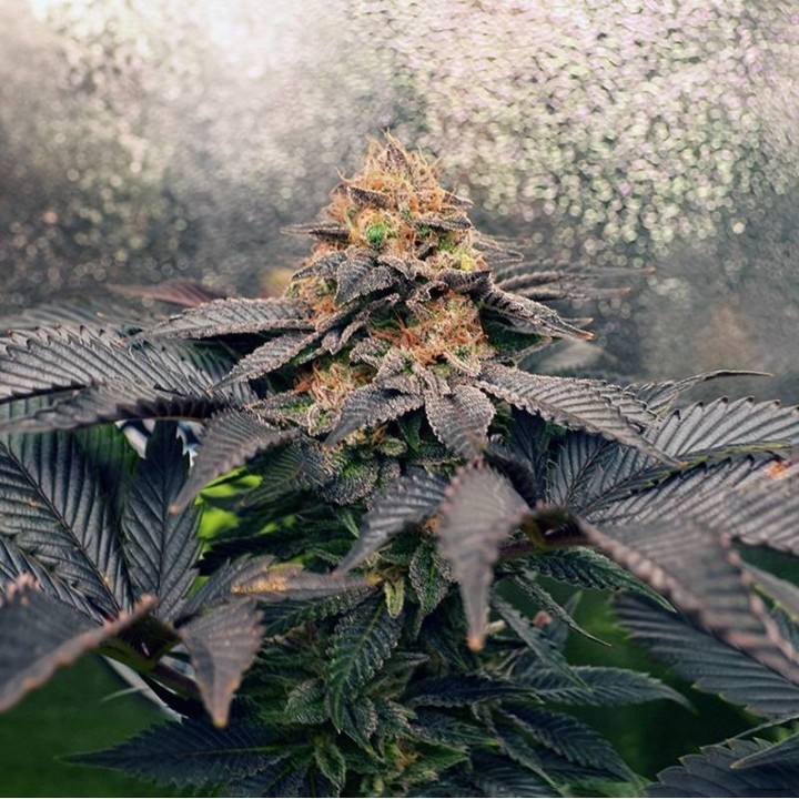 Grand Daddy Purpz - Monkey Genetics
