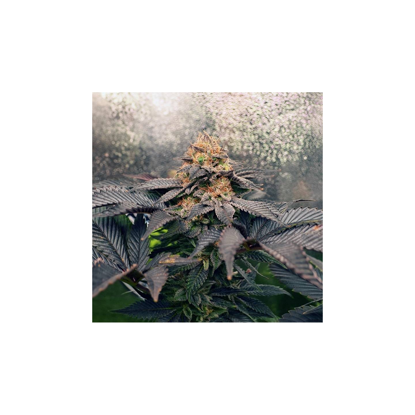 Grand Daddy Purpz - Monkey Genetics