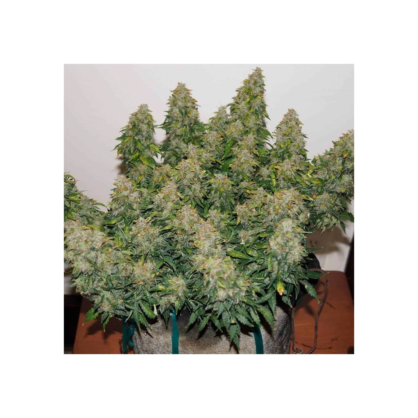 Jack Frost Widow Auto - Monkey Genetics