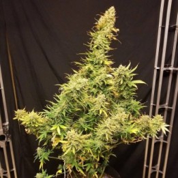 Lemon Skunk Auto - Monkey Genetics