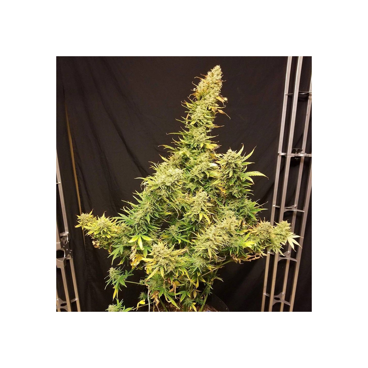 Lemon Skunk Auto - Monkey Genetics