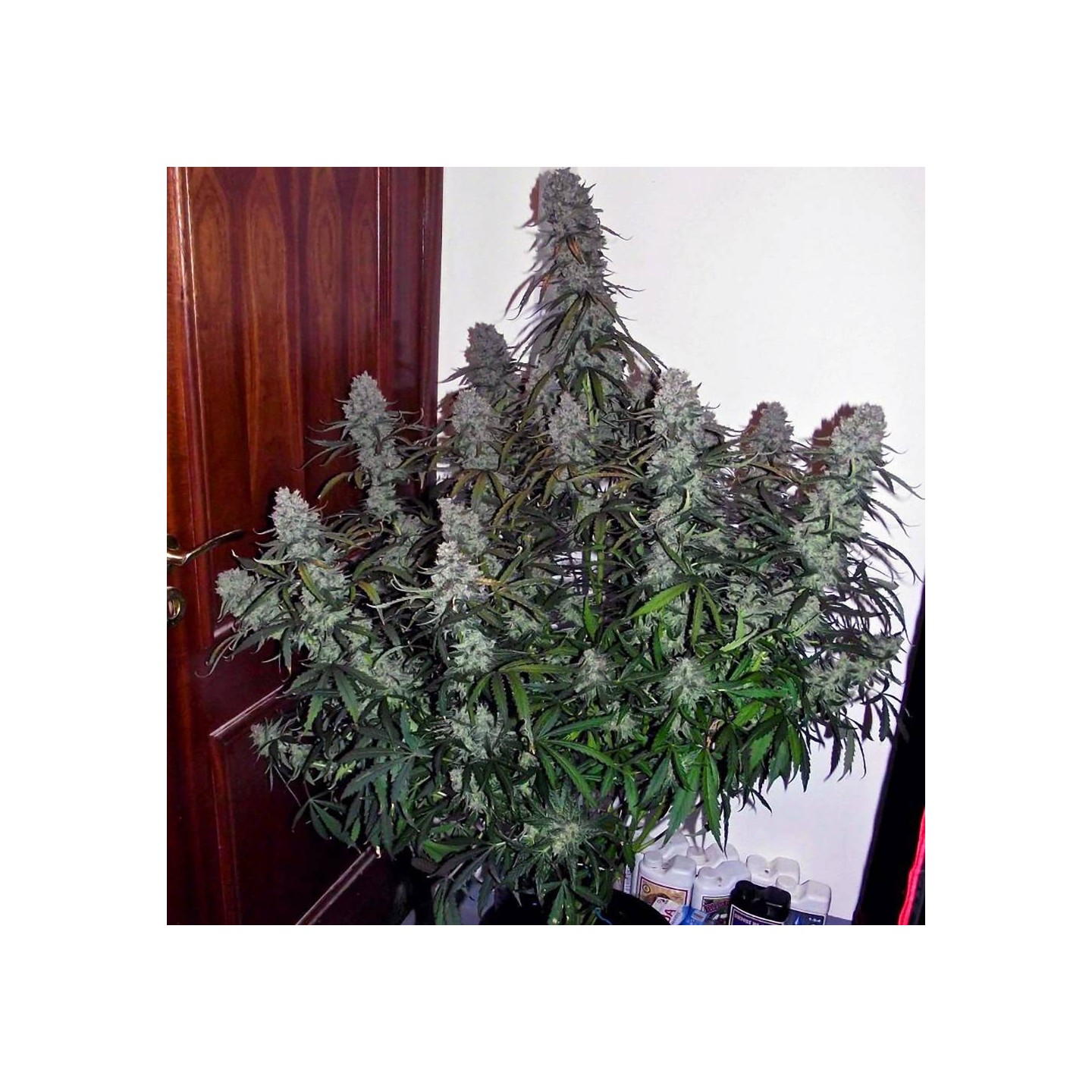 Mimosa Auto - Monkey Genetics