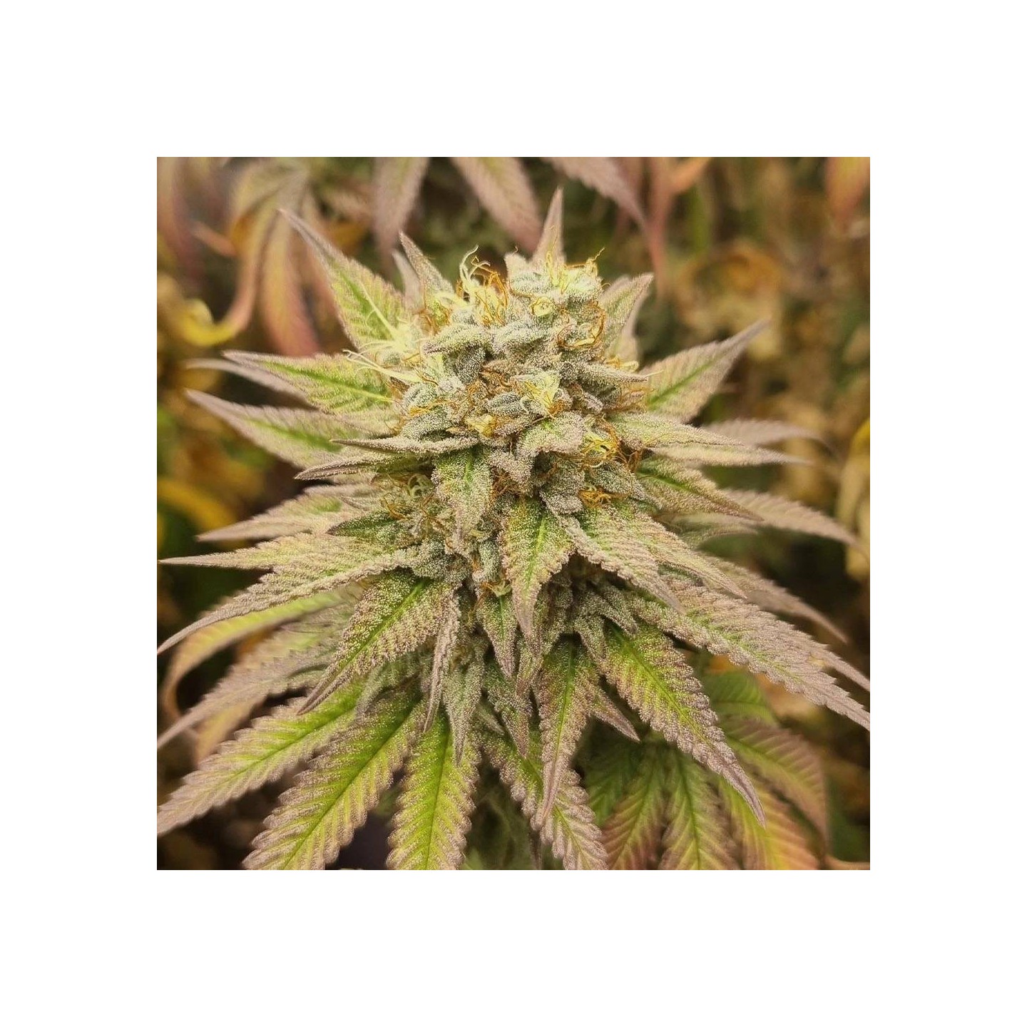 Monkey Haze - Monkey Genetics
