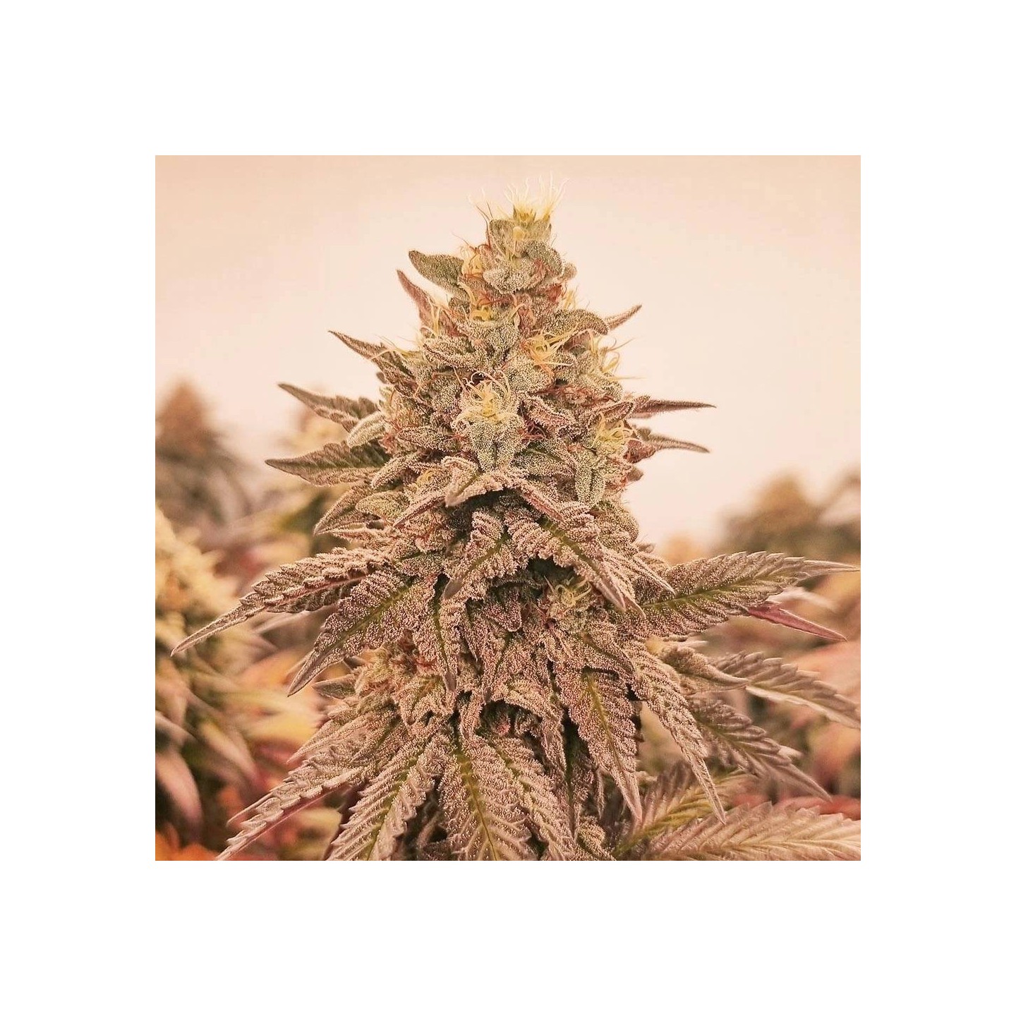 Orangu Tangie - Monkey Genetics