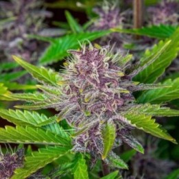Purple Punch Auto - Monkey Genetics