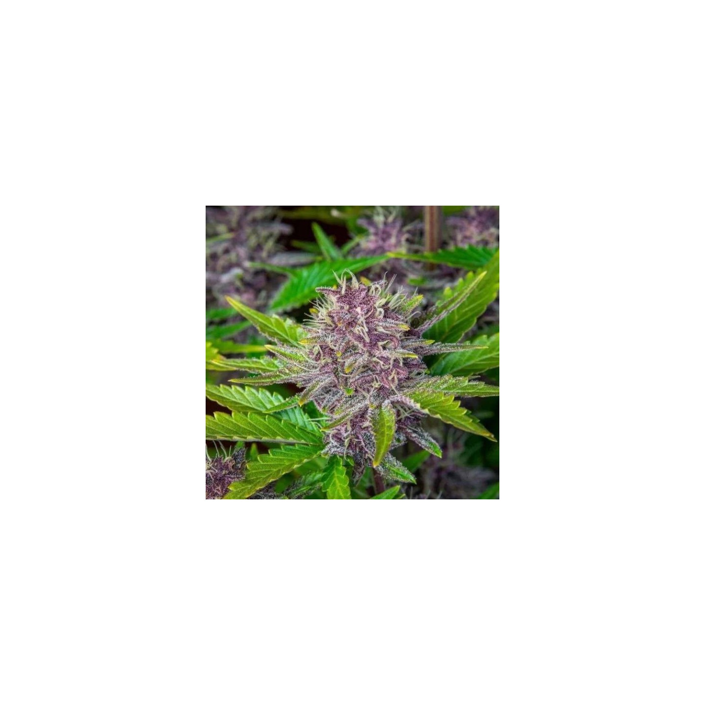 Purple Punch Auto - Monkey Genetics