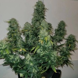 Sherbet Blast Auto - Monkey Genetics