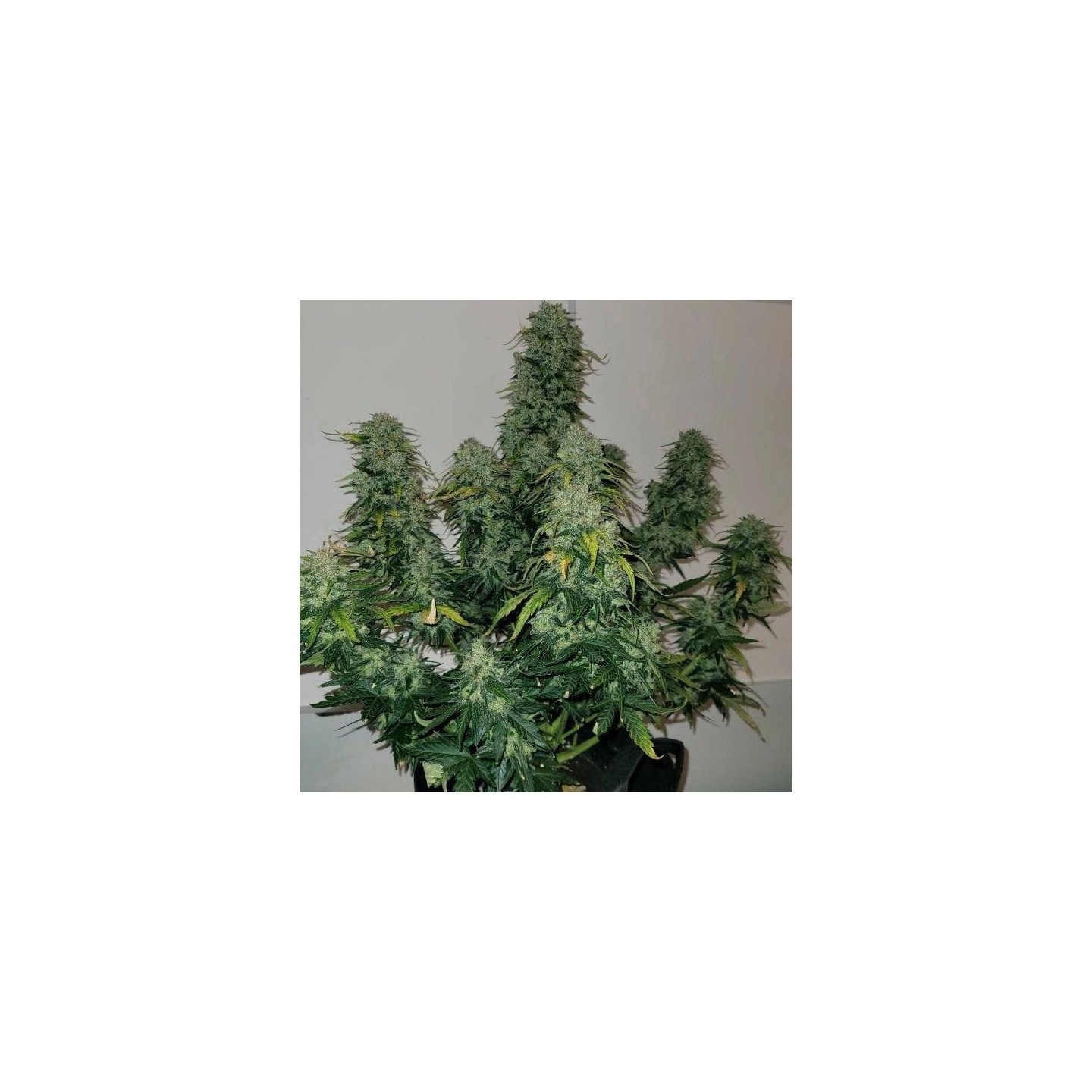 Sherbet Blast Auto - Monkey Genetics