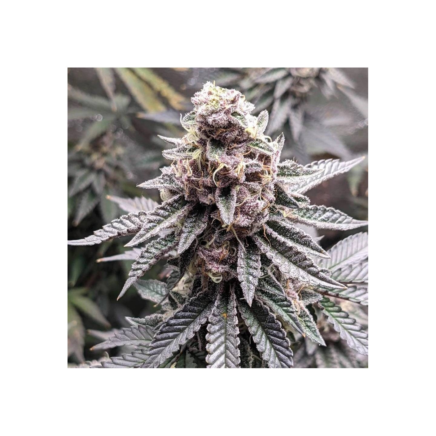Tropicana Cookies - Monkey Genetics
