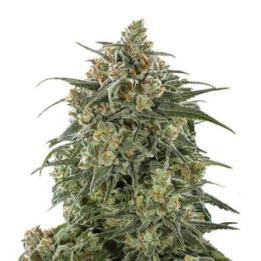 Banana Sherbet XXL Auto