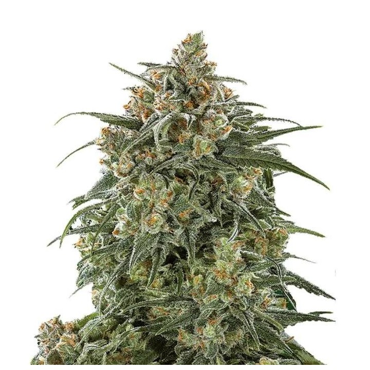 Banana Sherbet XXL Auto
