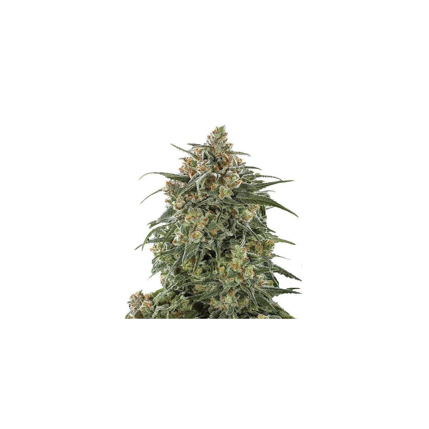 Banana Sherbet XXL Auto
