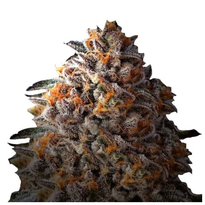 Bruce Banner