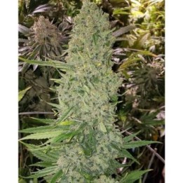 Bruce Banner III Auto