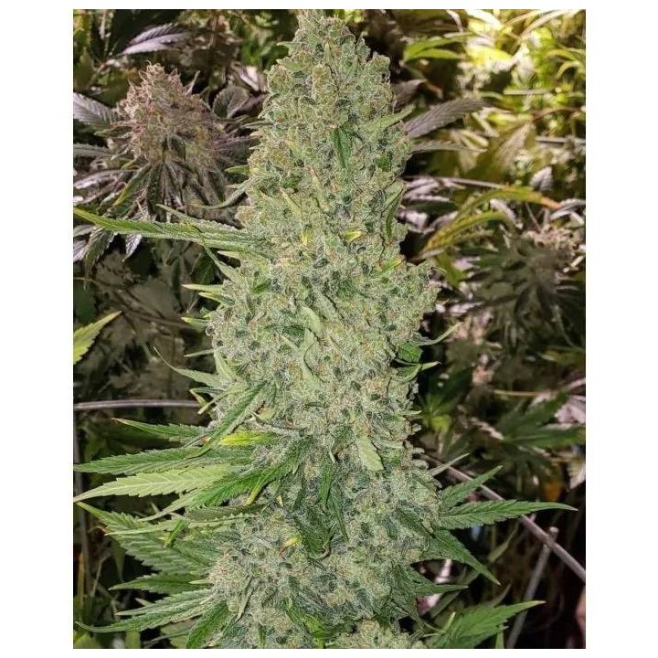 Bruce Banner III Auto