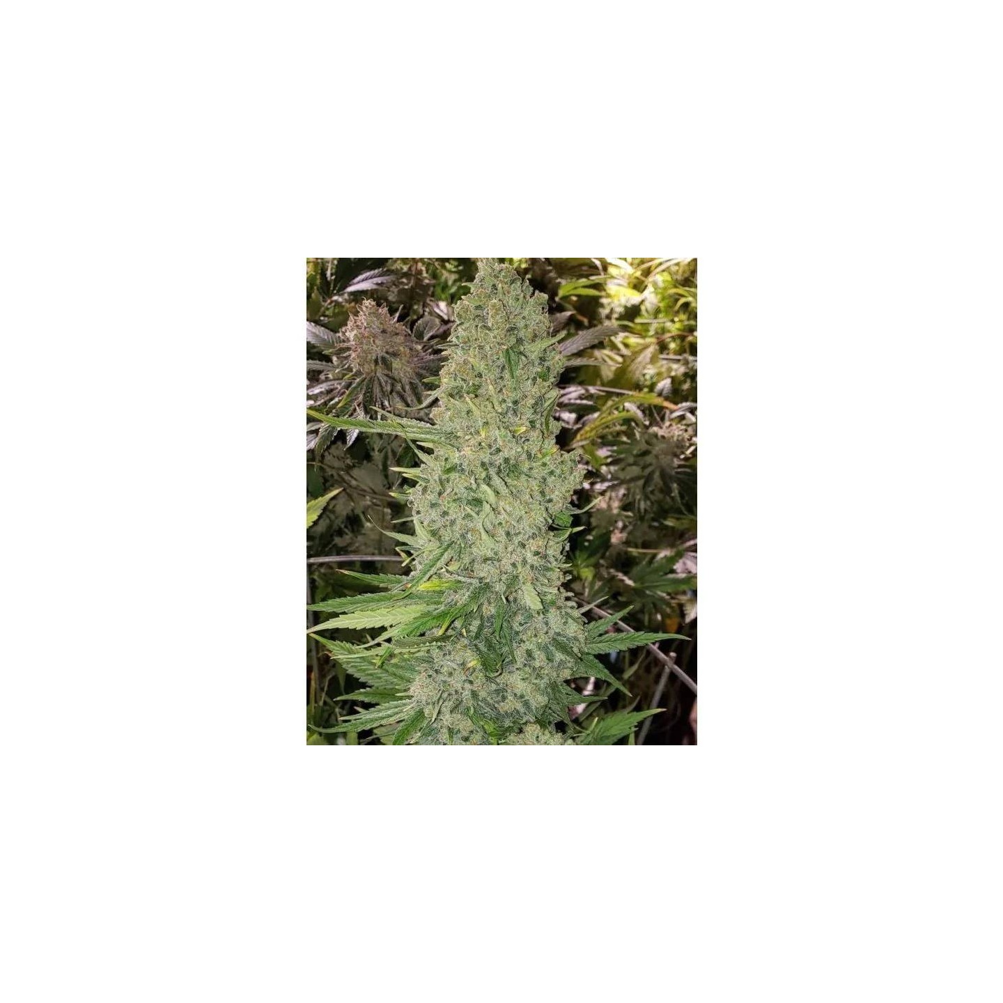 Bruce Banner III Auto
