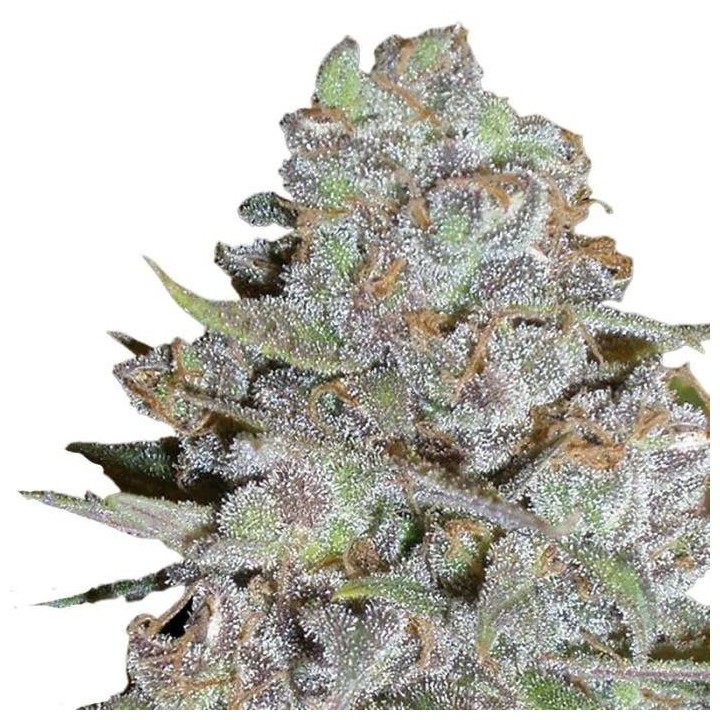 Bubblegum x Fat Hog