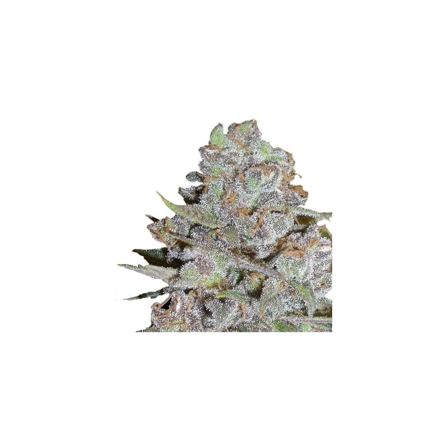 Bubblegum x Fat Hog
