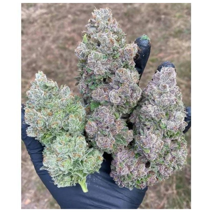 Mimosa Gusher