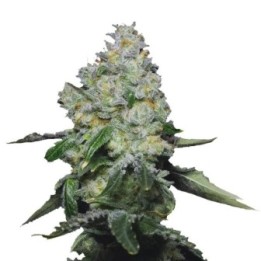 Tropical Cookies XXL Auto