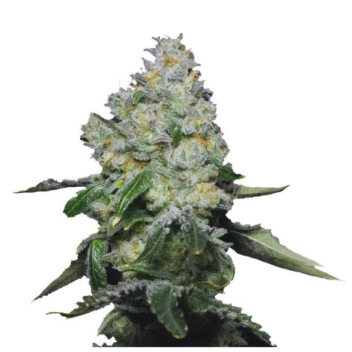 Tropical Cookies XXL Auto