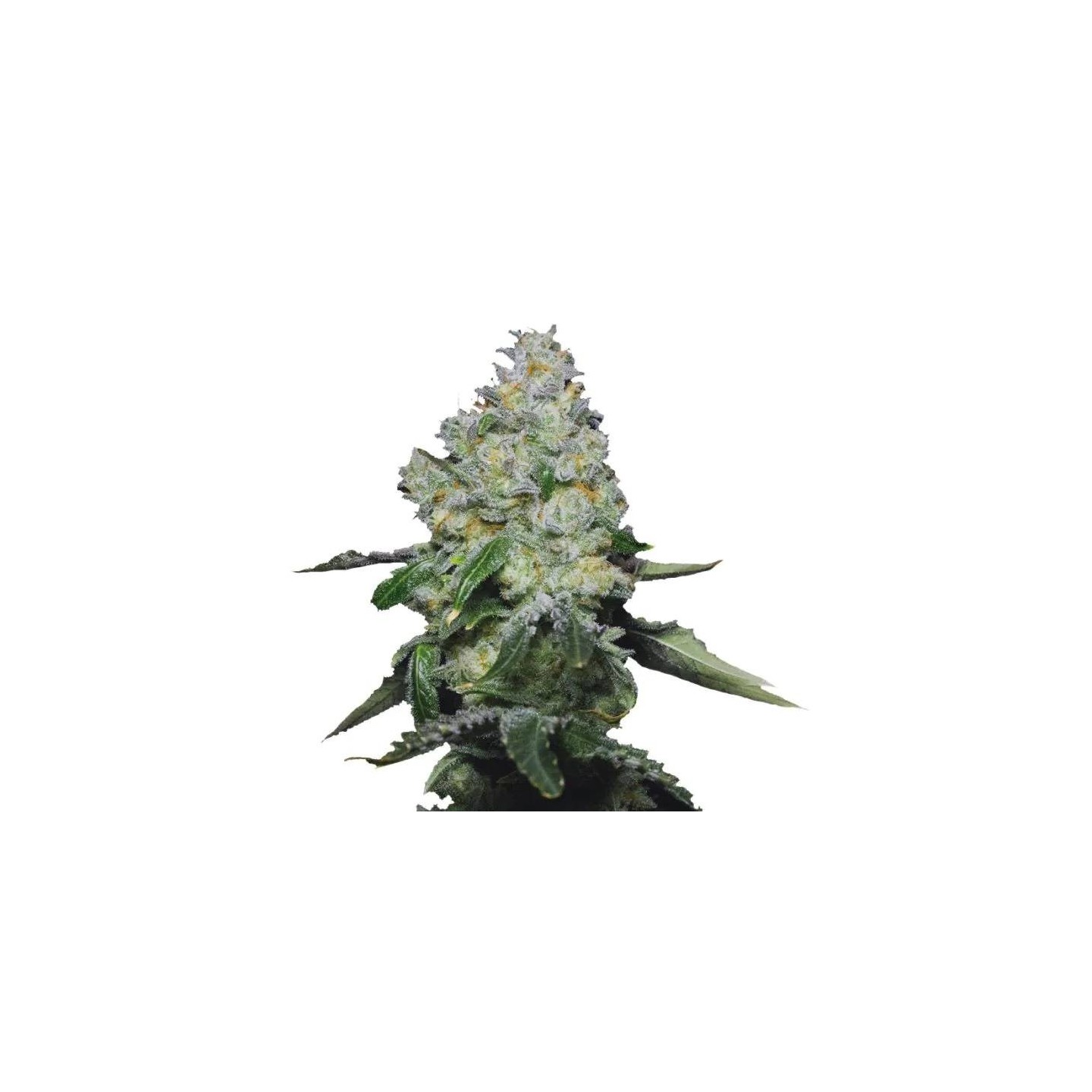 Tropical Cookies XXL Auto