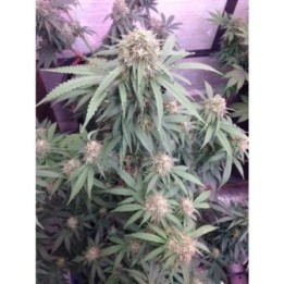 Watermelon Weddingcake XXL Auto