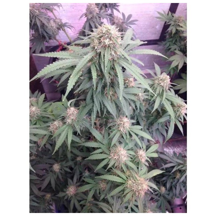 Watermelon Weddingcake XXL Auto
