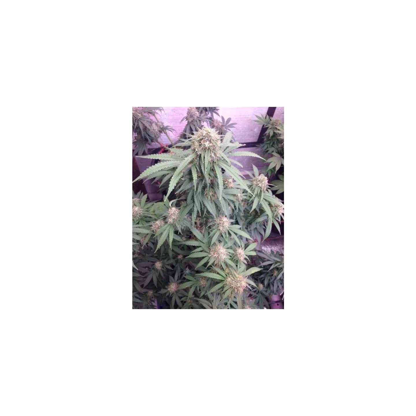 Watermelon Weddingcake XXL Auto