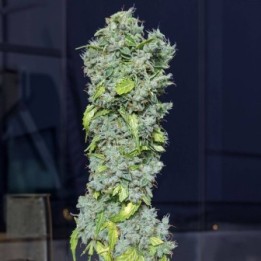 Magic Tree