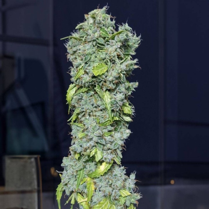 Magic Tree