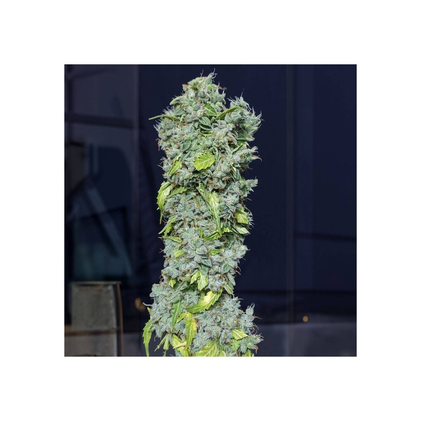 Magic Tree