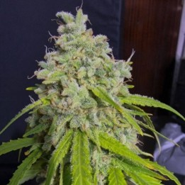 Orange Kush Auto